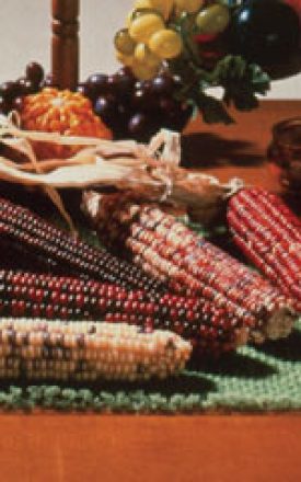 CORN ORNAMENTAL -  SEED