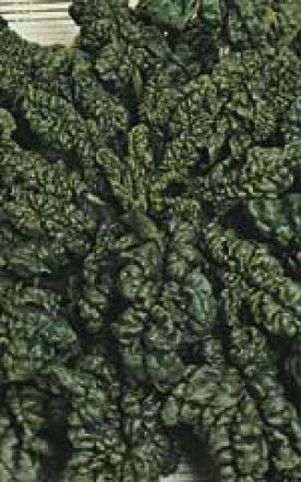 SPINACH VIKING - SEED TAPE