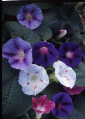 MORNING GLORY MIXED SEED