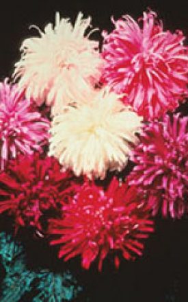 ASTER GIANT CREGO - SEED