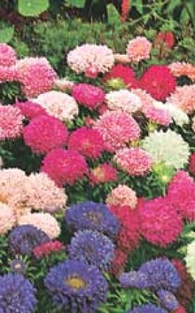 ASTER POWDERPUFF BOUQUET - SEED