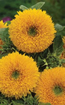 SUNFLOWER TALL SUNGOLD - SEED