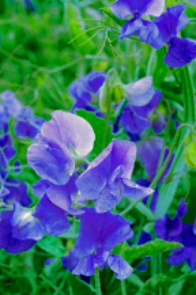 SWEET PEAS ROYAL FAMILY BLUE - SEED