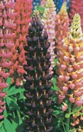 LUPINS RUSSELL'S HYBRIDS MIXED COLOURS - SEED