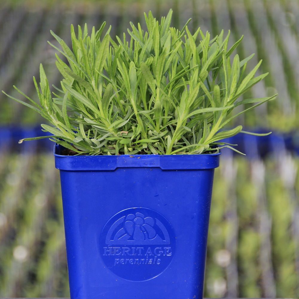English Lavender 'Munstead'