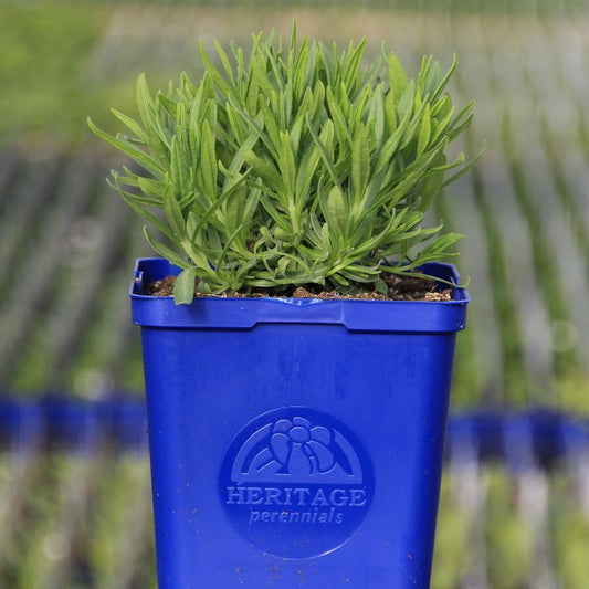 English Lavender 'Superblue'