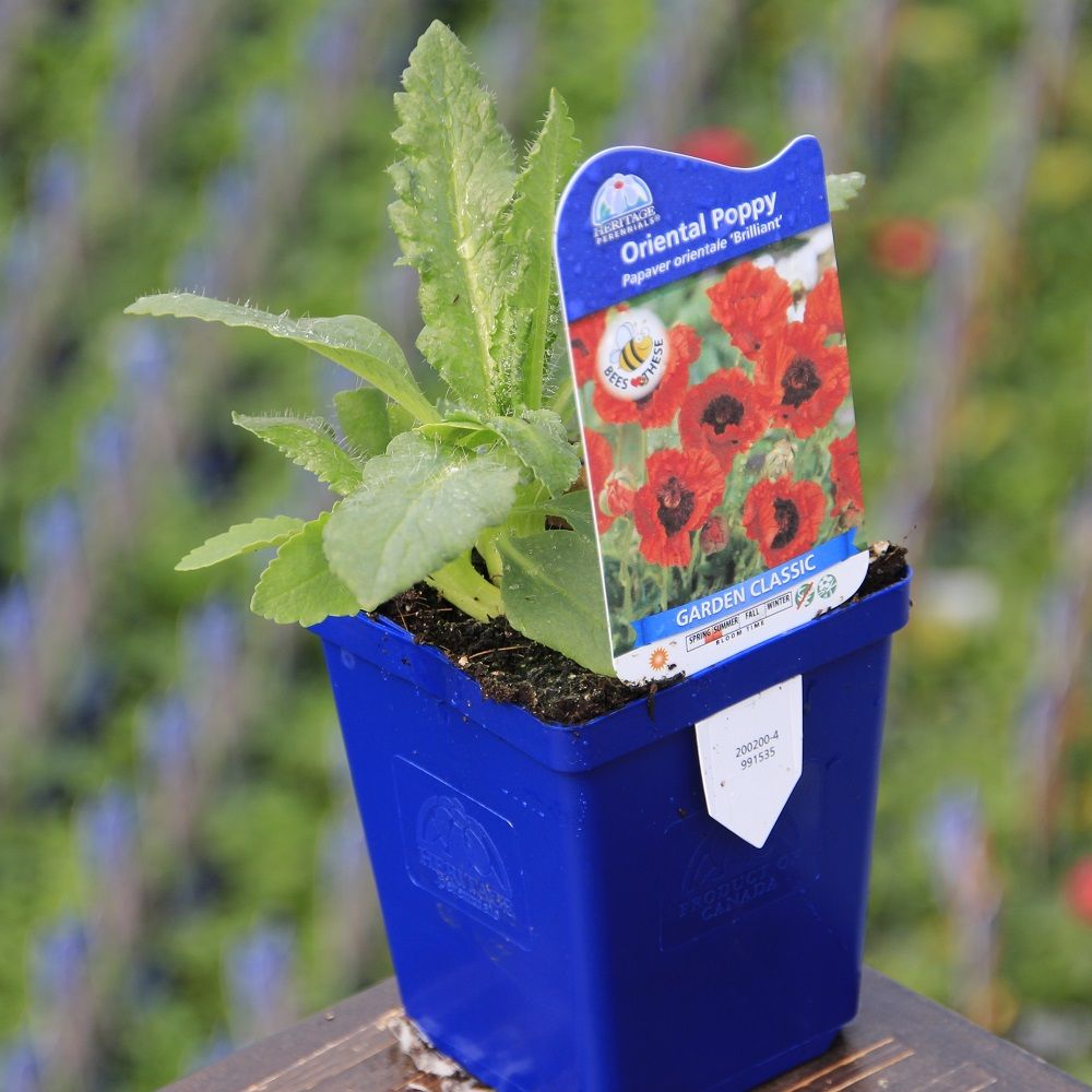 Poppy, Oriental 'Brilliant' 9cm