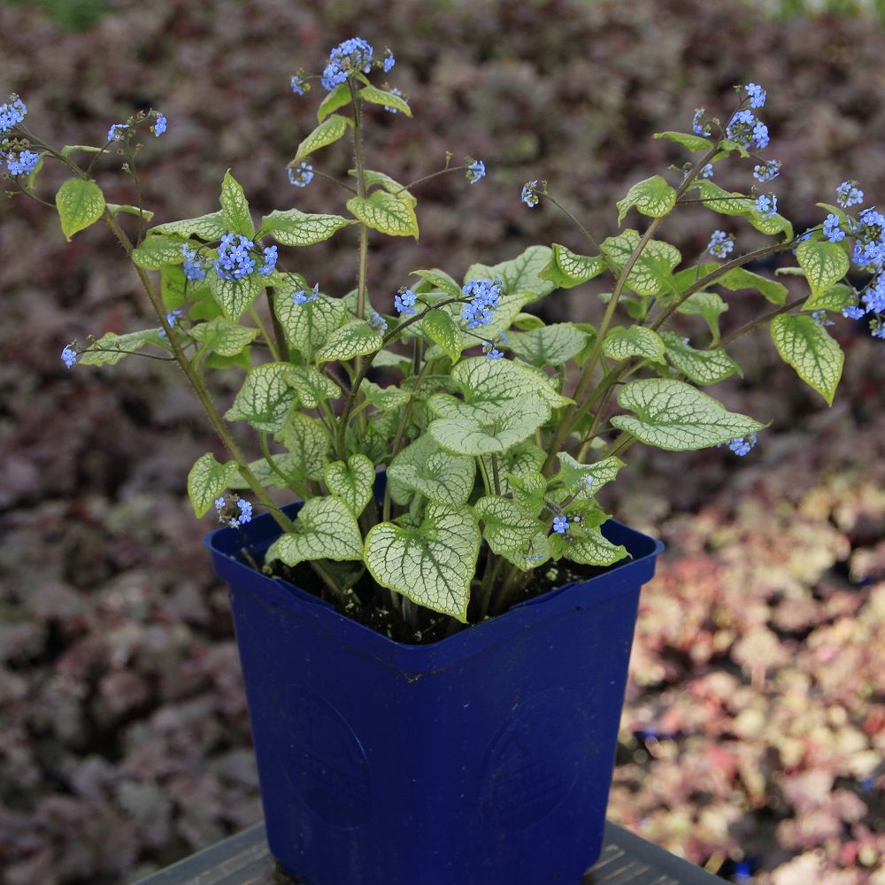 Brunnera 'Jack Frost'