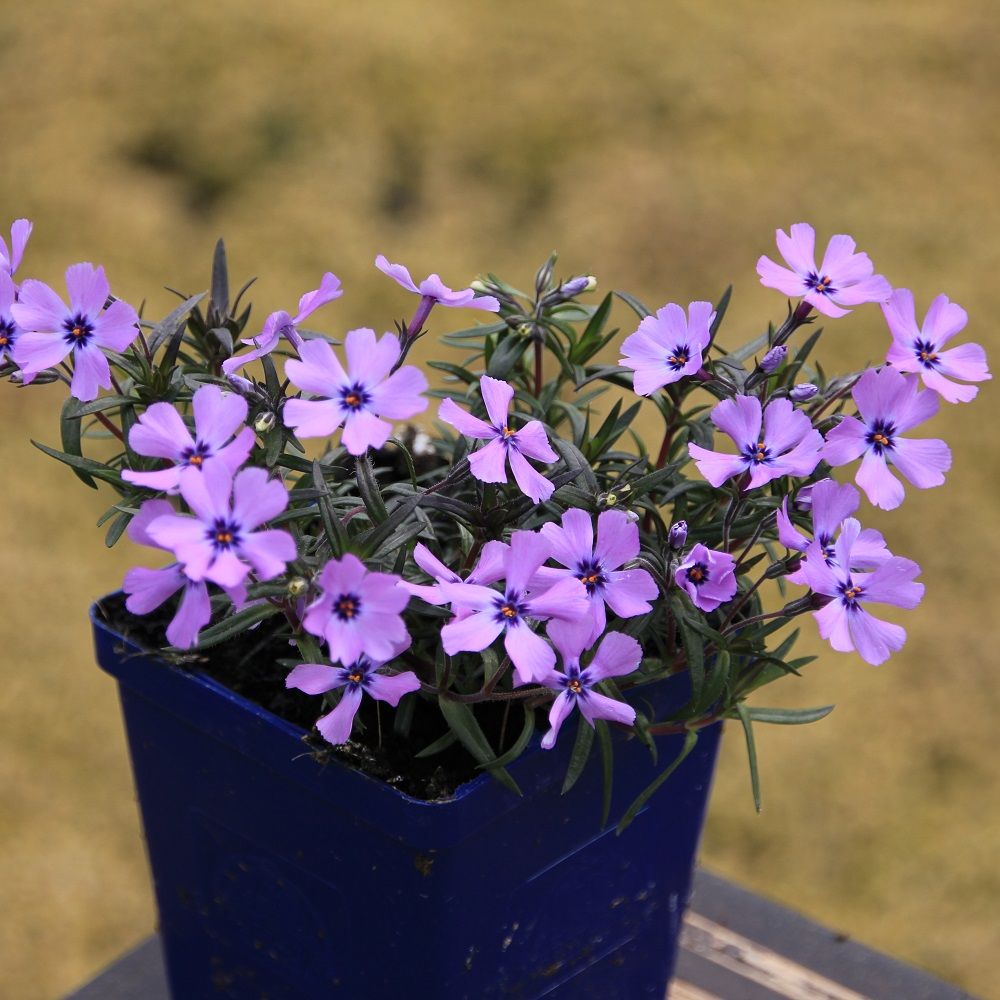 Moss Phlox 'Purple Beauty'
