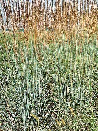 Indian Grass