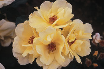 Rose, Climbing 'Carefree Sunshine'