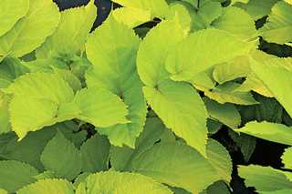 Aralia 'Sun King'