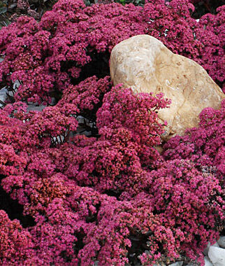 Sedum, Sunsparkler 'Dazzleberry'