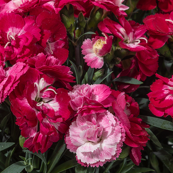 DIANTHUS C.C MILK CHERRY