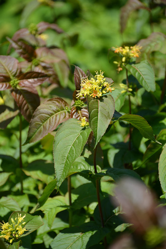 Honeysuckle, Bush 'Kodiak Black' PW