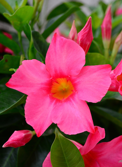 Dipladenia 'Rio' 10" Hanging Basket