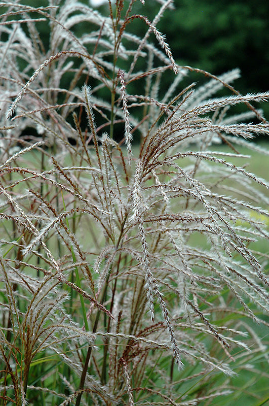 Grasses, Maiden 'Huron Sunrise'
