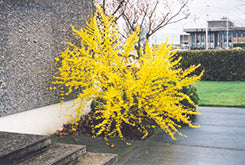 Forsythia 'Showy' 'Spectabilis'