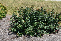 Honeysuckle, Bush 'Kodiak Black' PW