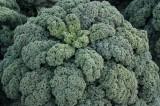 Kale 'Winterbor' 6-Pack