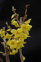 Forsythia 'Show off' PW