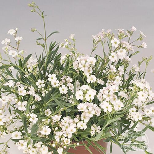 Baby's Breath 'Filou White' 9cm