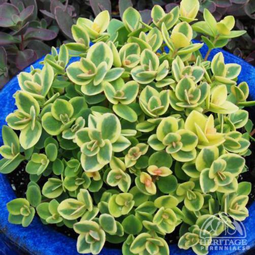 Sedum, Sunsparkler 'Lime Twister'