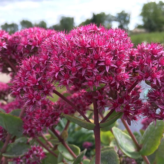 Sedum 'Pillow Talk'