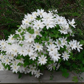 Clematis 'Henryi'