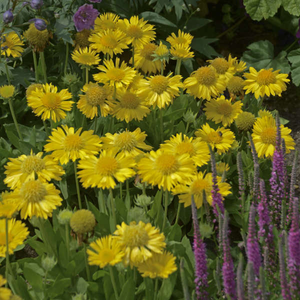 Blanket Flower 'Mesa Yellow'
