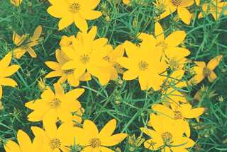 Coreopsis 'Zagreb'