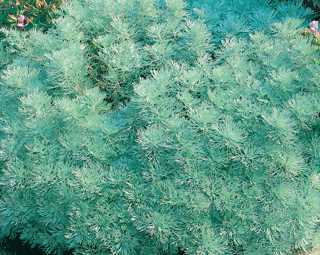 Artemisia 'Silver Mound'