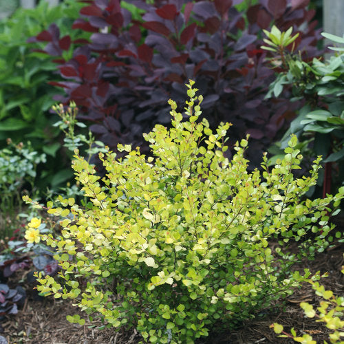 Birch, Dwarf 'Cesky Gold' PW