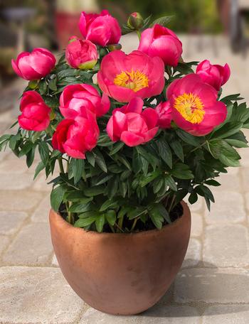 Peony, Patio 'Oslo'
