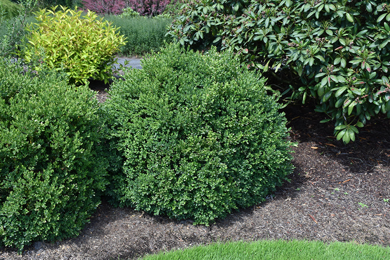 Boxwood 'Green Velvet'