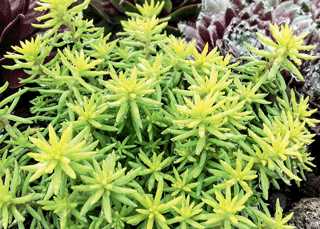 Sedum, Sunsparkler 'Angelina's Teacup'