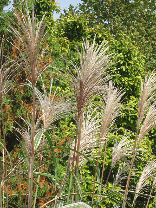 Grasses, Maiden 'Variegated Silver'