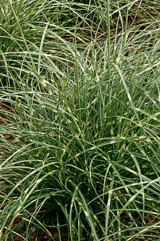 Grasses, Maiden 'Little Zebra'