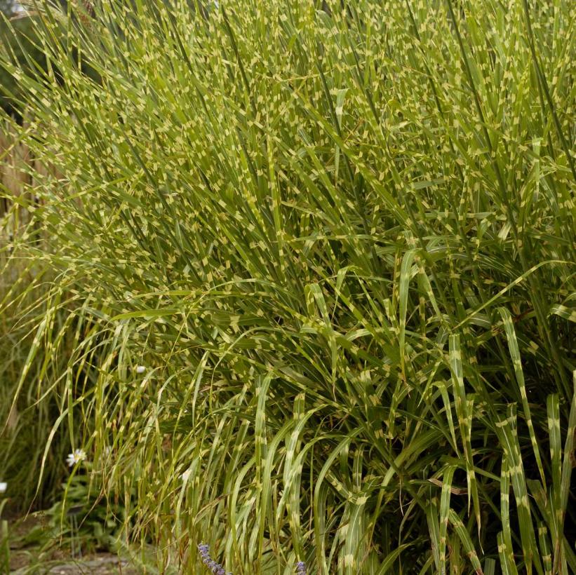 Grasses, Miscanthus 'Porcupine'