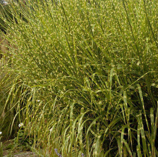 Grasses, Miscanthus 'Porcupine'