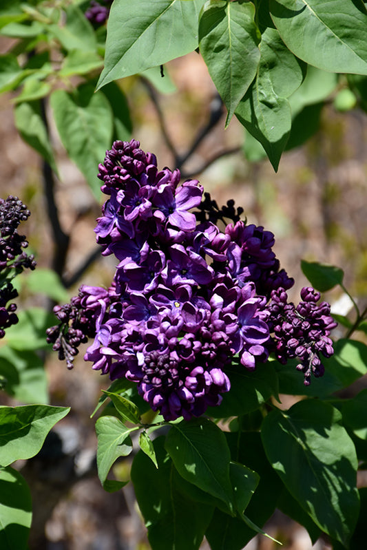 Lilac 'Agincourt Beauty'