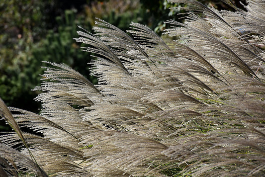Grasses, Maiden 'Gracillimus'