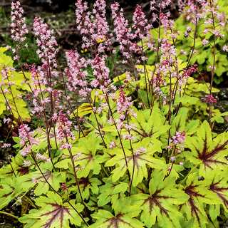 CORAL BELLS 'EYE SPY' 8"