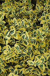 EUONYMUS 'EMERALD 'N GOLD' WINTERCREEPER, 3G