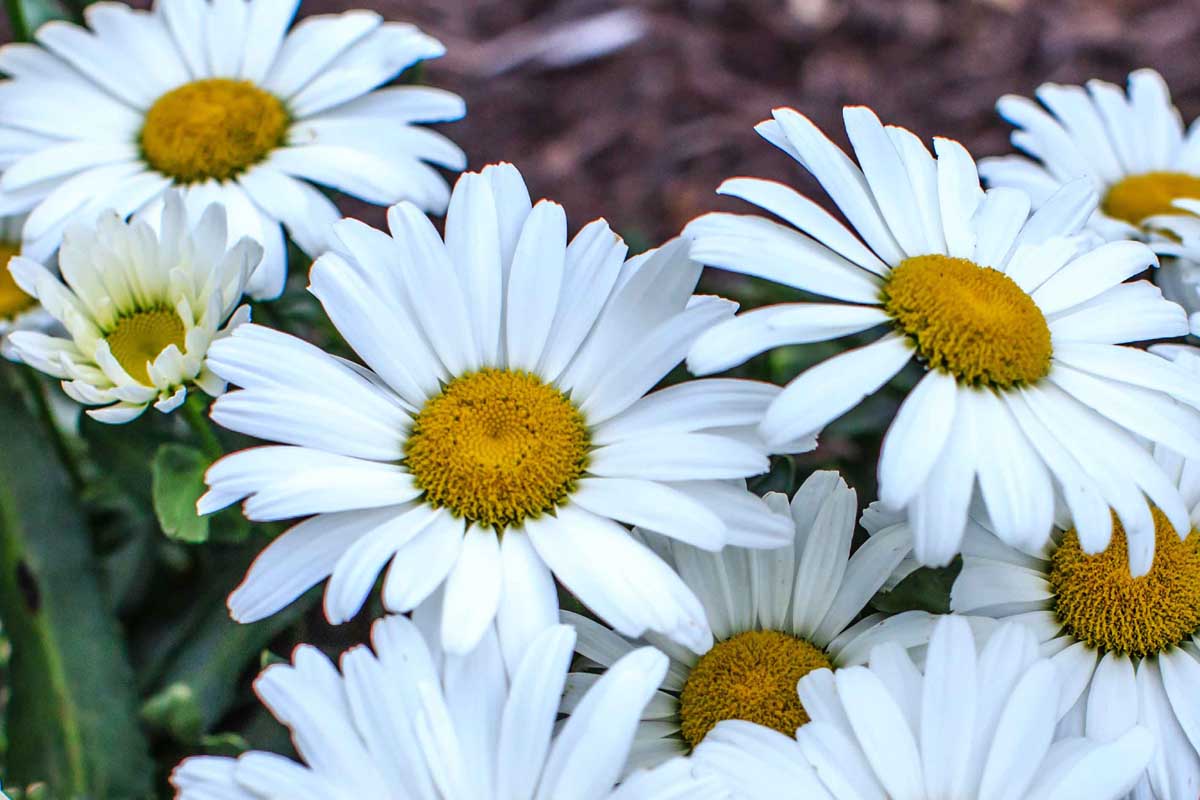 Shasta Daisy 'Betsy'