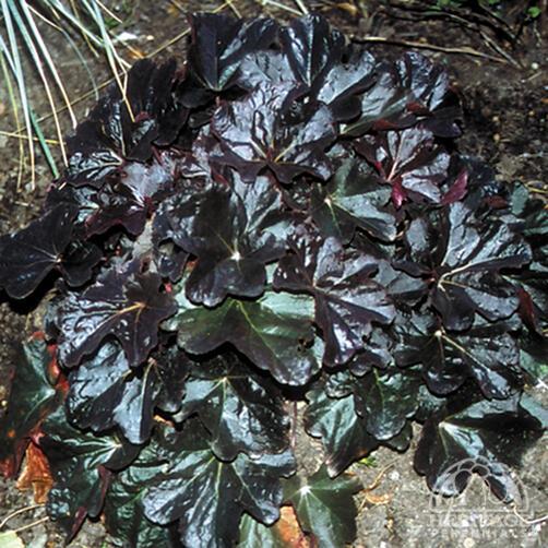 Coral Bells 'Obsidian' 1Gal