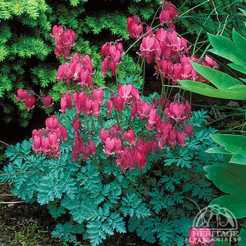 Bleeding Heart 'King of Hearts'