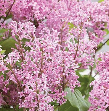 Lilac Dwarf 'Pink Flowerfesta'