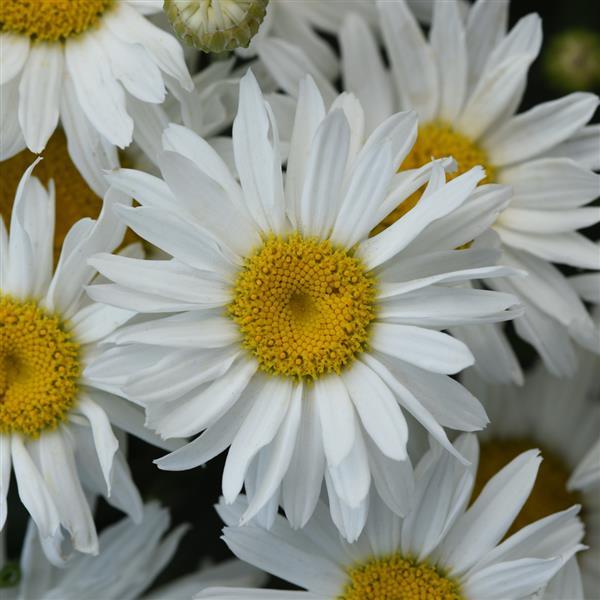 Shasta Daisy 'Whitecap' 11cm