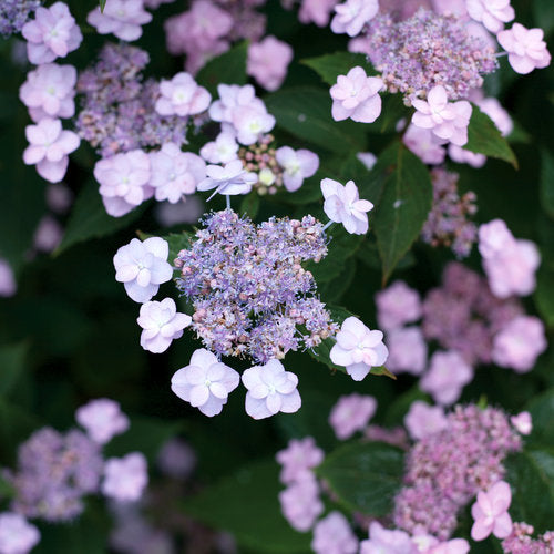 Hydrangea 'Tiny Tuff Stuff' PW